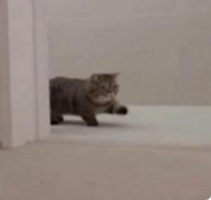 Hai