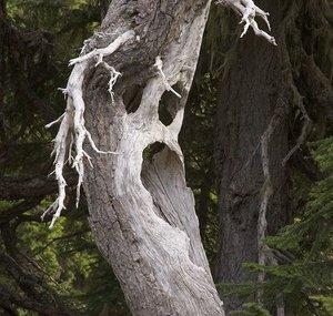 Haunted Maple112