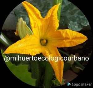 Mi huerto ecologico urbano