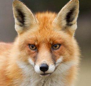 TheFoxCoops