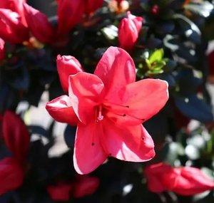 Azalea
