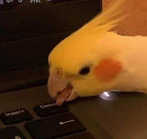 Birbgang