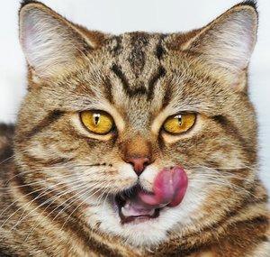 Funnycatsandnicefish