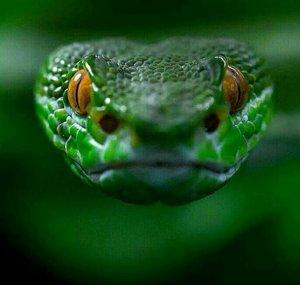 Osvald Snake