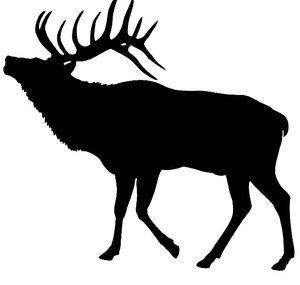 Amazing Elk