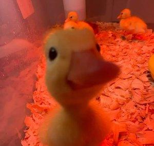 asherduck