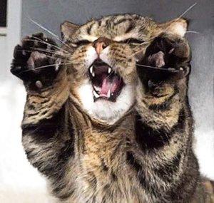 Kittisaurus