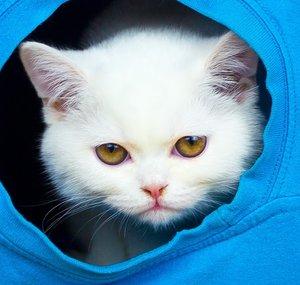 Kucing Lucu Saya — My Funny Cats