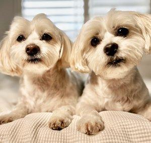Max & Honey