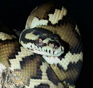 MyReptileJournal