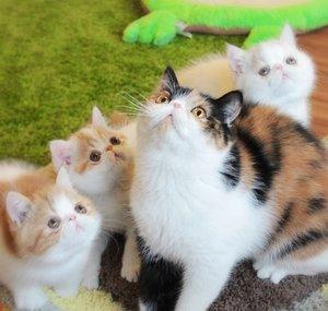 sweetfurx4