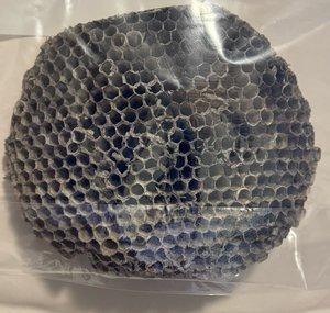 Wasp Nest Hunter