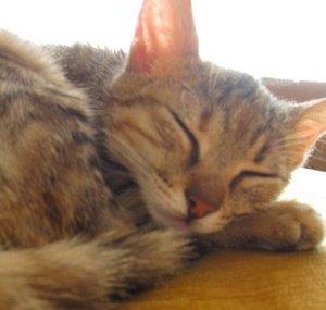 CatomagneticSpectrum
