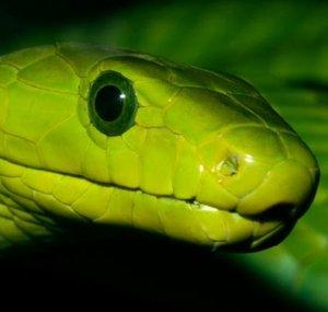 GREEN MAMBA