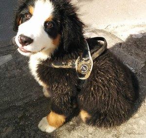 Potty Bovaro del Bernese