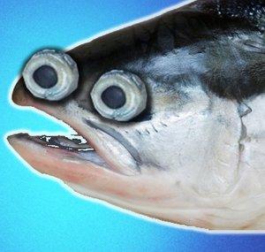 SaumonSauvageDuPoitou
