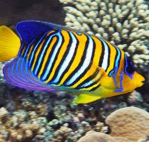 AndNiceFish