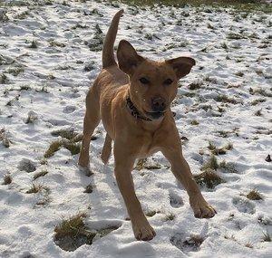 Chaga the Dogga