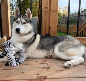 Juno the Husky