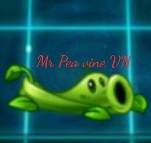 Mr Pea vine VN