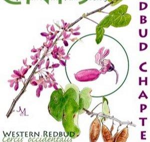 Redbud cnps