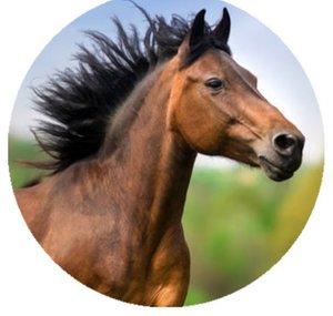 Reino Animal