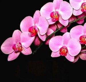 soo neaty Orchid care