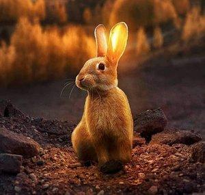 Wonderful Beings