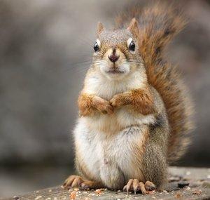 DaSquirrel