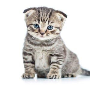 Kittens & Cats