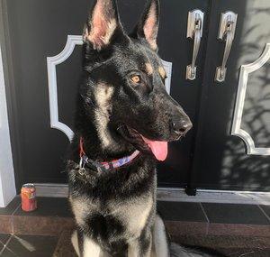 Maxx the German Shepherd