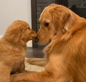 Golden Brothers