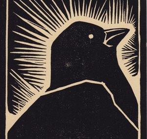 Junco