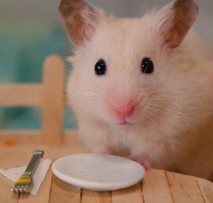 VanillaHamHam
