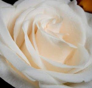 White Rose Zodiac Readings