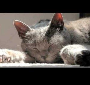 acatsday