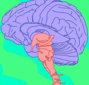 Brainstem