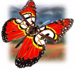 Pipasseyoyo