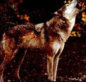 Spiritwolf