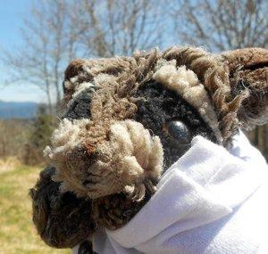 Freddy Raccoon!