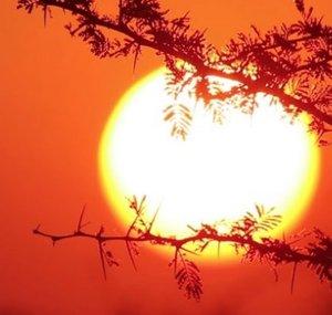 Surviving Africa