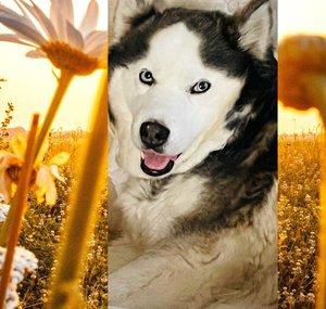 The quiet Husky