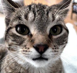 Cats4nelson
