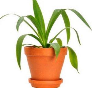 Dynamic Gardening