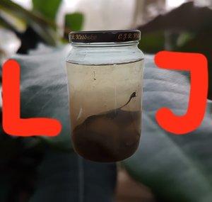 Life in Jars?