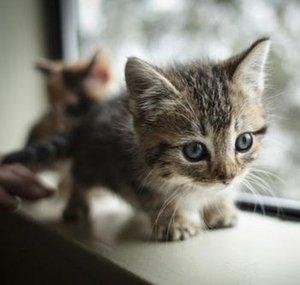LightsTheKitten