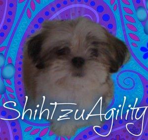 ShihTzuAgility