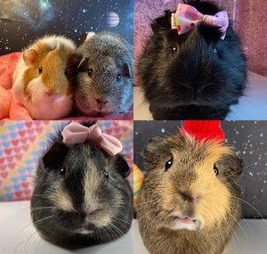 The Guinea Pig Station