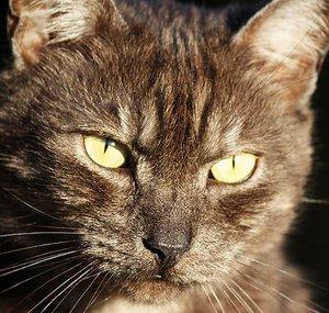 BlueStarFeline