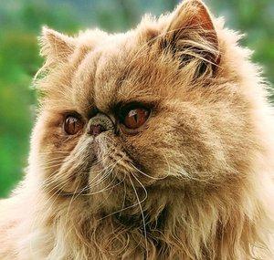 Cat Called Lu